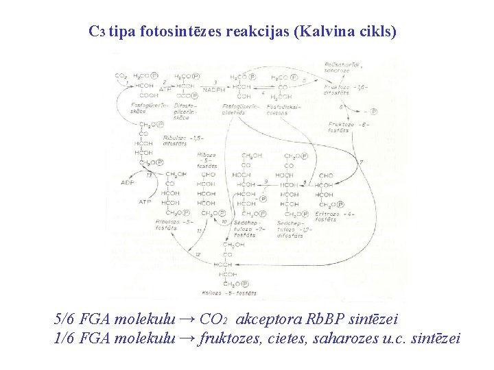 C 3 tipa fotosintēzes reakcijas (Kalvina cikls) 5/6 FGA molekulu → CO 2 akceptora