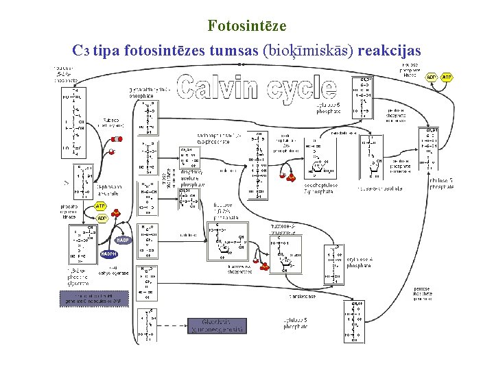 Fotosintēze C 3 tipa fotosintēzes tumsas (bioķīmiskās) reakcijas 