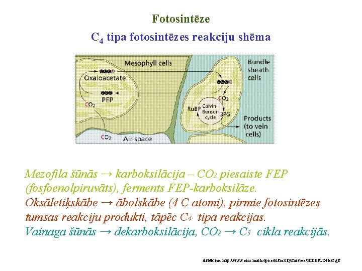 Fotosintēze C 4 tipa fotosintēzes reakciju shēma Mezofila šūnās → karboksilācija – CO 2