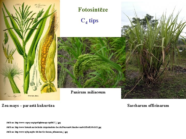 Fotosintēze C 4 tips Panicum miliaceum Zea mays – parastā kukurūza Attēls no: http: