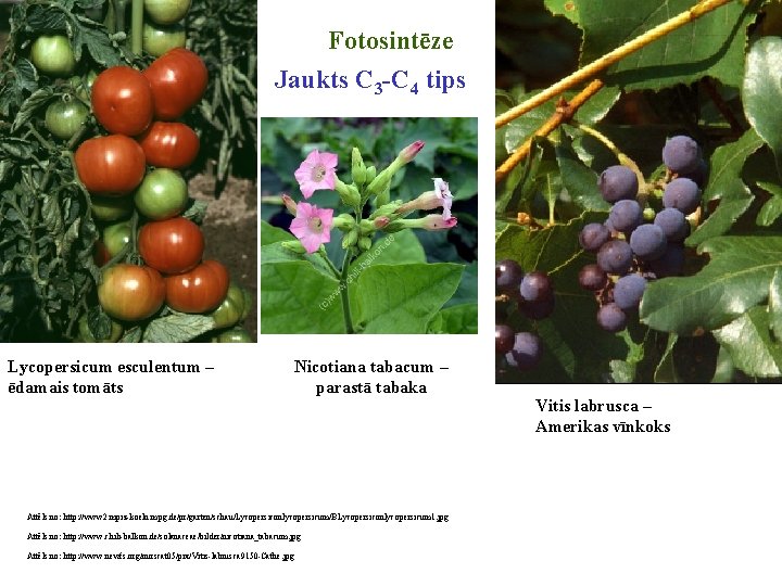 Fotosintēze Jaukts C 3 -C 4 tips Lycopersicum esculentum – ēdamais tomāts Nicotiana tabacum