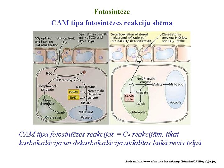 Fotosintēze CAM tipa fotosintēzes reakciju shēma CAM tipa fotosintēzes reakcijas = C 4 reakcijām,