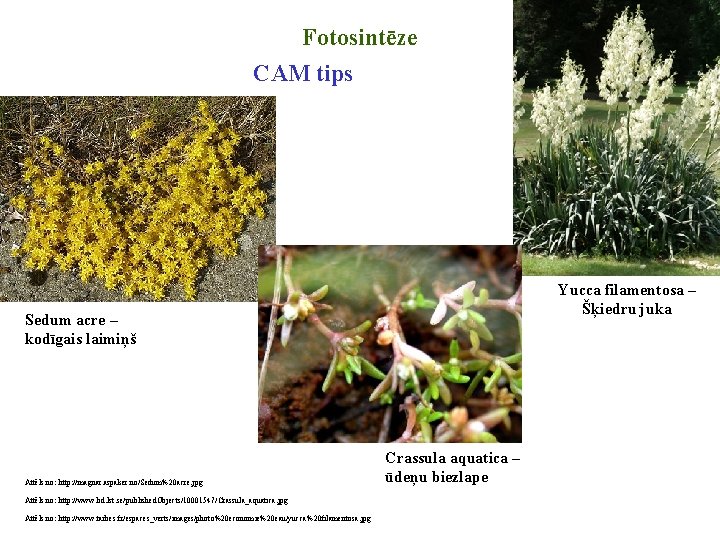 Fotosintēze CAM tips Yucca filamentosa – Šķiedru juka Sedum acre – kodīgais laimiņš Attēls