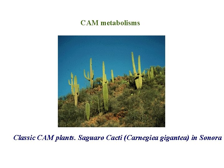 CAM metabolisms Classic CAM plants. Saguaro Cacti (Carnegiea gigantea) in Sonora 
