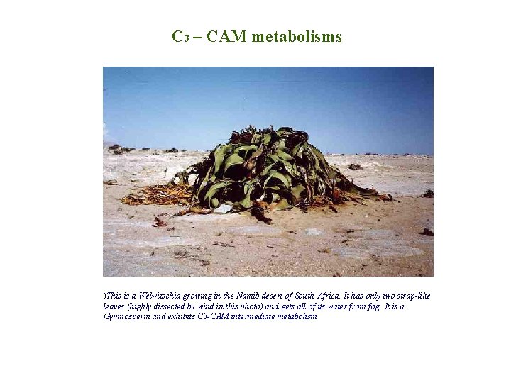 C 3 – CAM metabolisms )This is a Welwitschia growing in the Namib desert C 3 – CAM metabolisms )This is a Welwitschia growing in the Namib desert