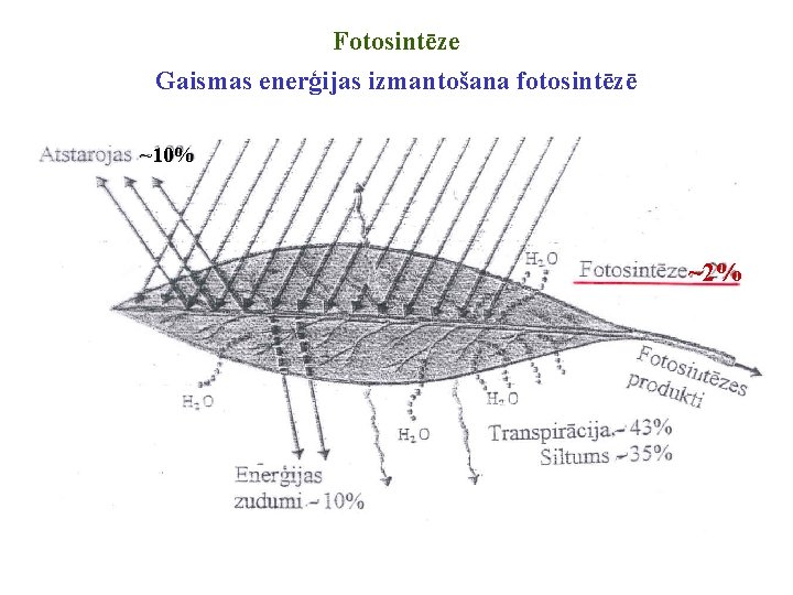 Fotosintēze Gaismas enerģijas izmantošana fotosintēzē ~10% ~2% Fotosintēze Gaismas enerģijas izmantošana fotosintēzē ~10% ~2%