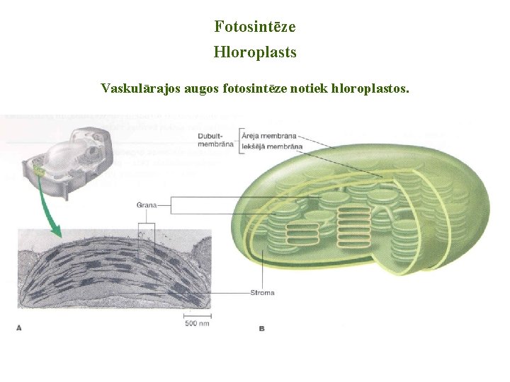 Fotosintēze Hloroplasts Vaskulārajos augos fotosintēze notiek hloroplastos. Fotosintēze Hloroplasts Vaskulārajos augos fotosintēze notiek hloroplastos.