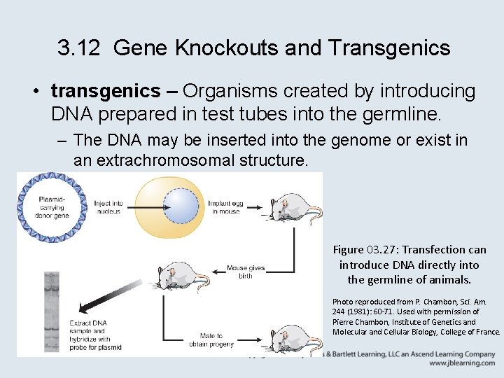 3. 12 Gene Knockouts and Transgenics • transgenics – Organisms created by introducing DNA