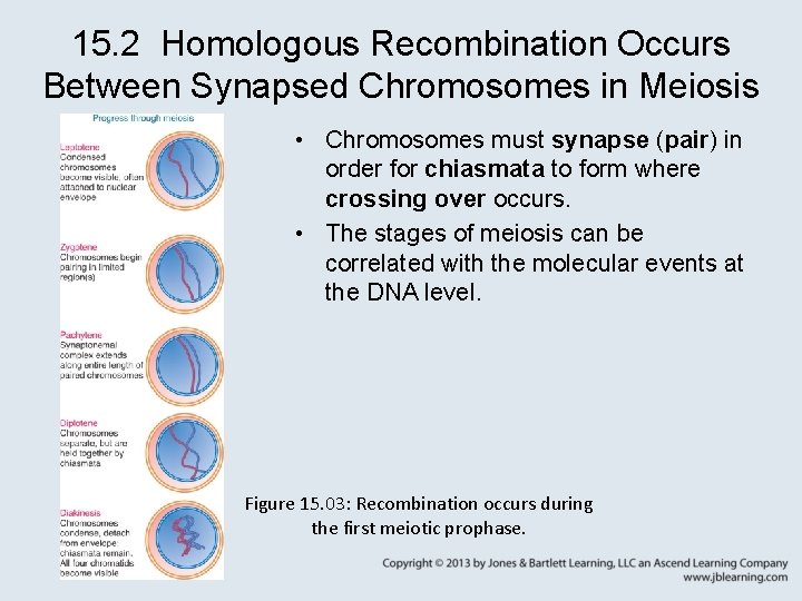 15. 2 Homologous Recombination Occurs Between Synapsed Chromosomes in Meiosis • Chromosomes must synapse