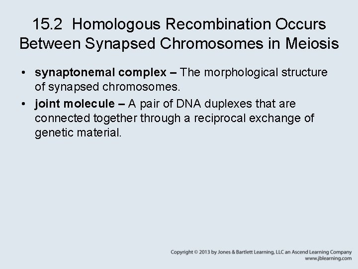 15. 2 Homologous Recombination Occurs Between Synapsed Chromosomes in Meiosis • synaptonemal complex –