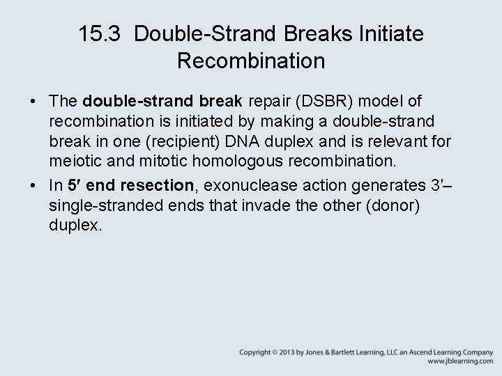 15. 3 Double-Strand Breaks Initiate Recombination • The double-strand break repair (DSBR) model of