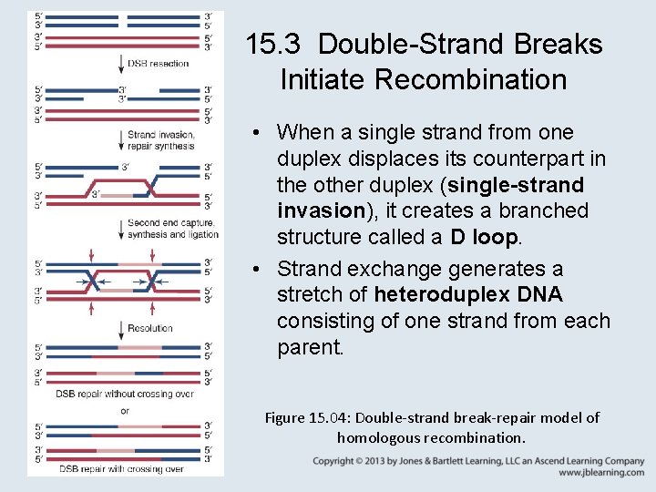 15. 3 Double-Strand Breaks Initiate Recombination • When a single strand from one duplex