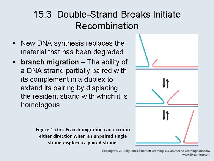 15. 3 Double-Strand Breaks Initiate Recombination • New DNA synthesis replaces the material that