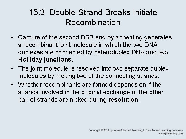 15. 3 Double-Strand Breaks Initiate Recombination • Capture of the second DSB end by