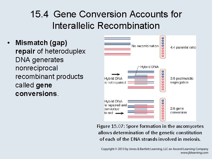 15. 4 Gene Conversion Accounts for Interallelic Recombination • Mismatch (gap) repair of heteroduplex