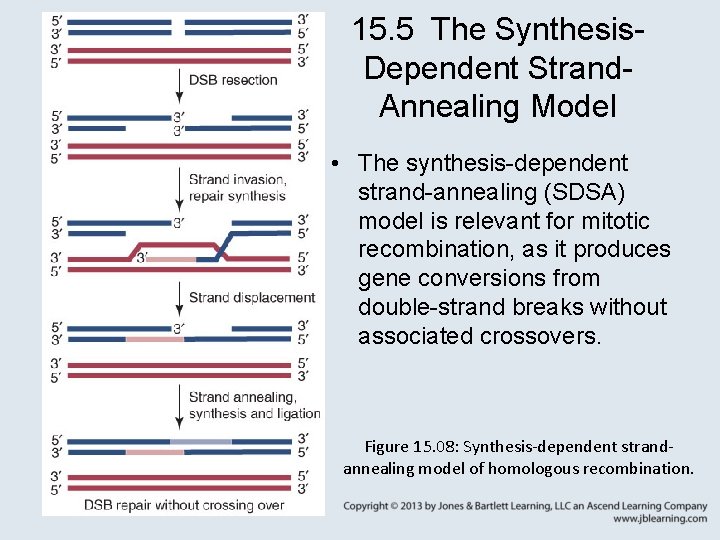 15. 5 The Synthesis. Dependent Strand. Annealing Model • The synthesis-dependent strand-annealing (SDSA) model