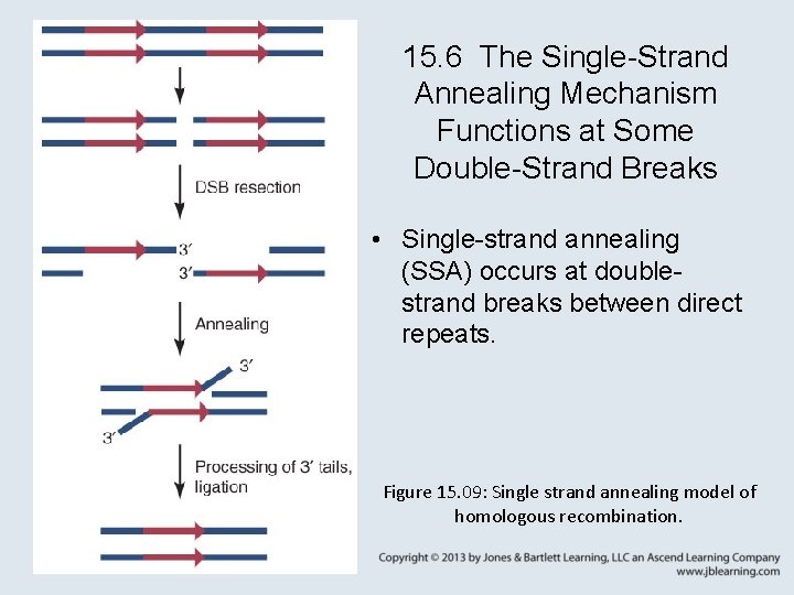 15. 6 The Single-Strand Annealing Mechanism Functions at Some Double-Strand Breaks • Single-strand annealing