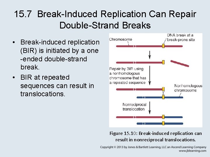 15. 7 Break-Induced Replication Can Repair Double-Strand Breaks • Break-induced replication (BIR) is initiated