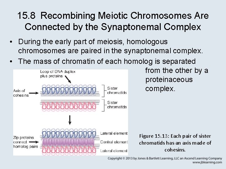 15. 8 Recombining Meiotic Chromosomes Are Connected by the Synaptonemal Complex • During the