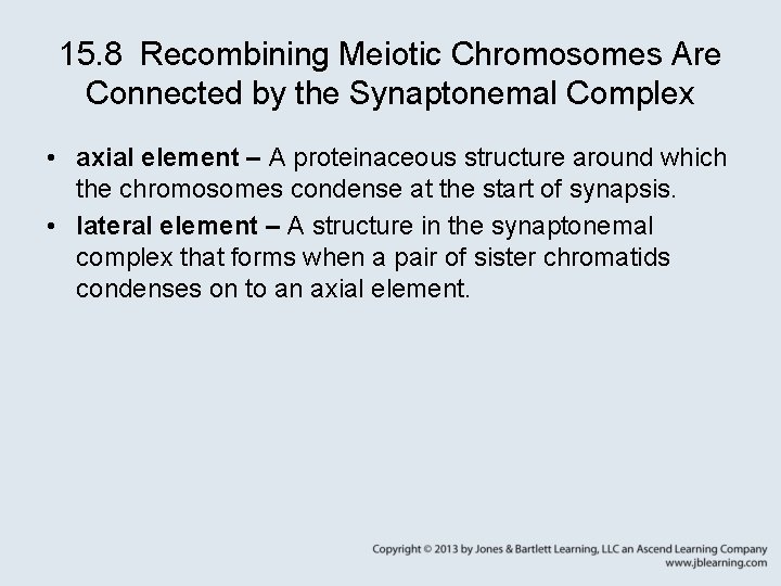 15. 8 Recombining Meiotic Chromosomes Are Connected by the Synaptonemal Complex • axial element