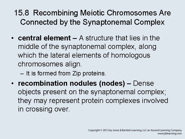 15. 8 Recombining Meiotic Chromosomes Are Connected by the Synaptonemal Complex • central element