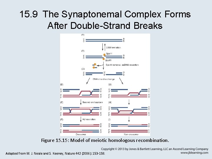 15. 9 The Synaptonemal Complex Forms After Double-Strand Breaks Figure 15. 15: Model of