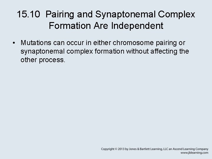 15. 10 Pairing and Synaptonemal Complex Formation Are Independent • Mutations can occur in