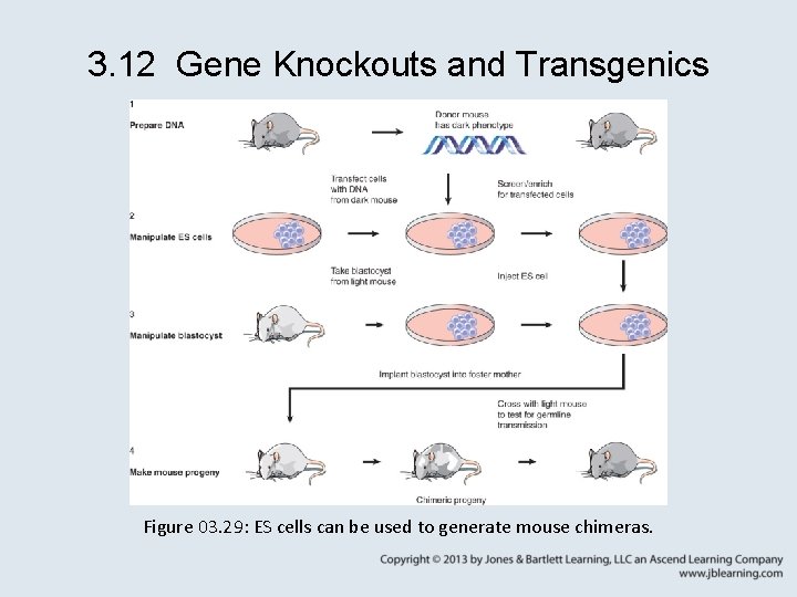 3. 12 Gene Knockouts and Transgenics Figure 03. 29: ES cells can be used