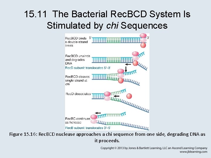 15. 11 The Bacterial Rec. BCD System Is Stimulated by chi Sequences Figure 15.