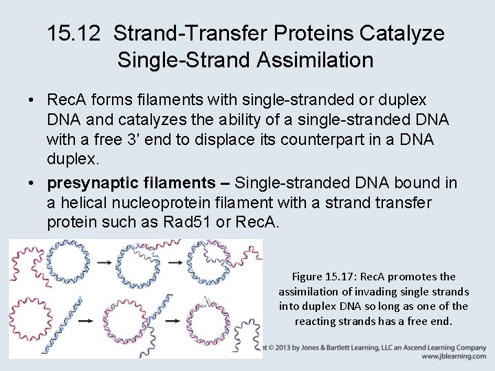 15. 12 Strand-Transfer Proteins Catalyze Single-Strand Assimilation • Rec. A forms filaments with single-stranded