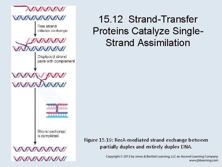 15. 12 Strand-Transfer Proteins Catalyze Single. Strand Assimilation Figure 15. 19: Rec. A-mediated strand