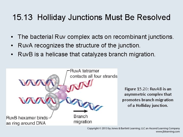 15. 13 Holliday Junctions Must Be Resolved • The bacterial Ruv complex acts on