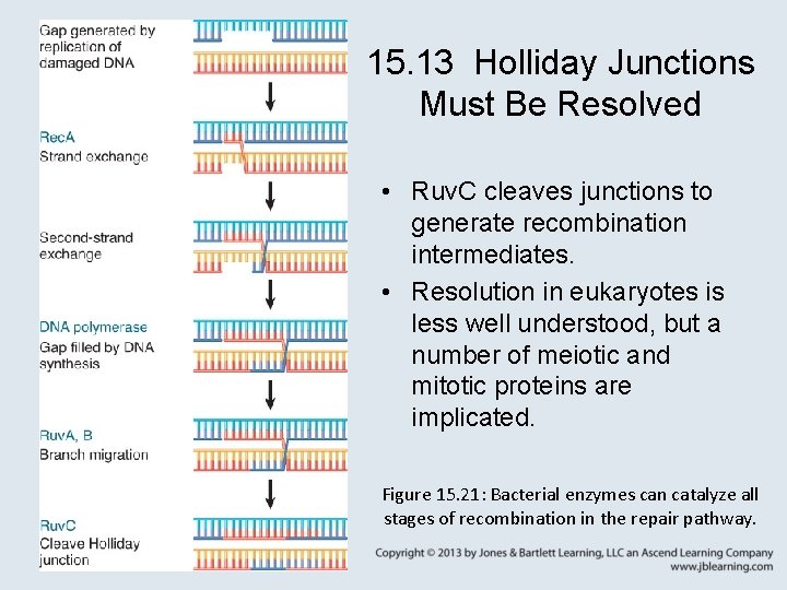 15. 13 Holliday Junctions Must Be Resolved • Ruv. C cleaves junctions to generate