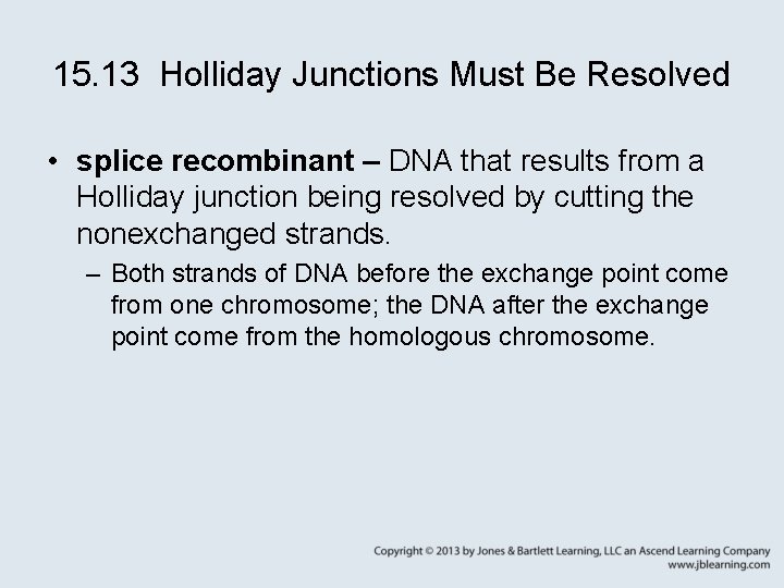 15. 13 Holliday Junctions Must Be Resolved • splice recombinant – DNA that results