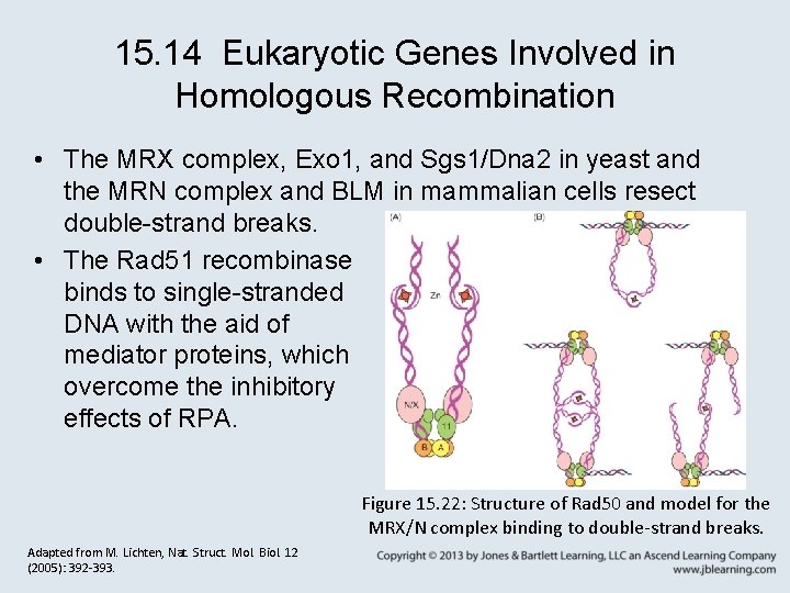 15. 14 Eukaryotic Genes Involved in Homologous Recombination • The MRX complex, Exo 1,