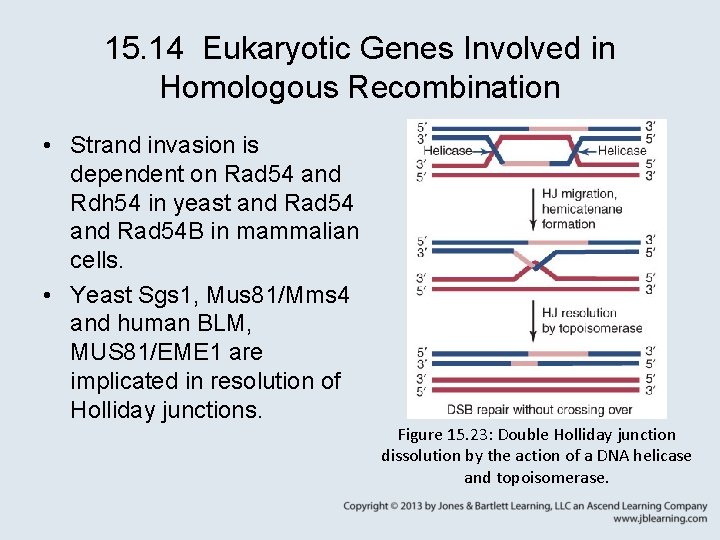 15. 14 Eukaryotic Genes Involved in Homologous Recombination • Strand invasion is dependent on