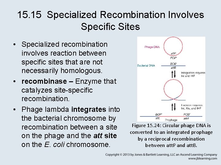 15. 15 Specialized Recombination Involves Specific Sites • Specialized recombination involves reaction between specific