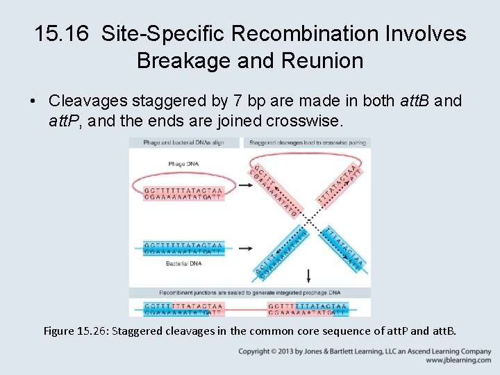 15. 16 Site-Specific Recombination Involves Breakage and Reunion • Cleavages staggered by 7 bp