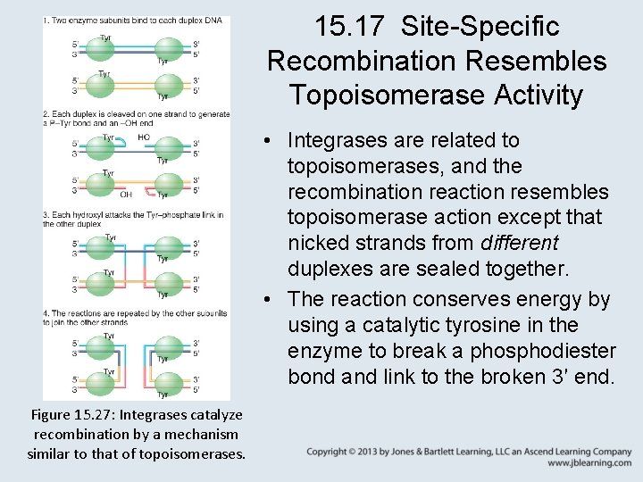 15. 17 Site-Specific Recombination Resembles Topoisomerase Activity • Integrases are related to topoisomerases, and