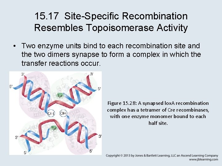 15. 17 Site-Specific Recombination Resembles Topoisomerase Activity • Two enzyme units bind to each