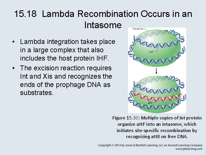 15. 18 Lambda Recombination Occurs in an Intasome • Lambda integration takes place in