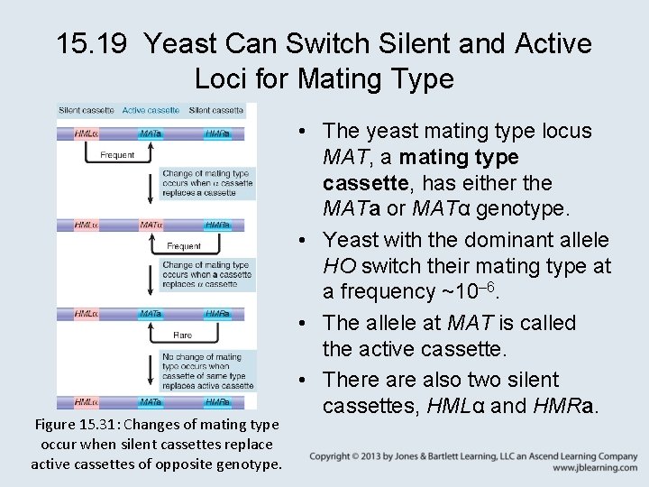 15. 19 Yeast Can Switch Silent and Active Loci for Mating Type Figure 15.