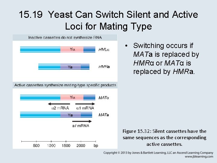 15. 19 Yeast Can Switch Silent and Active Loci for Mating Type • Switching