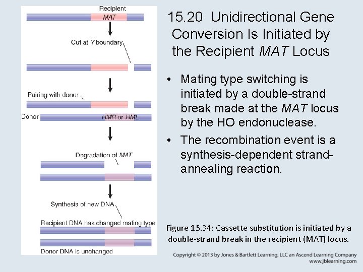 15. 20 Unidirectional Gene Conversion Is Initiated by the Recipient MAT Locus • Mating