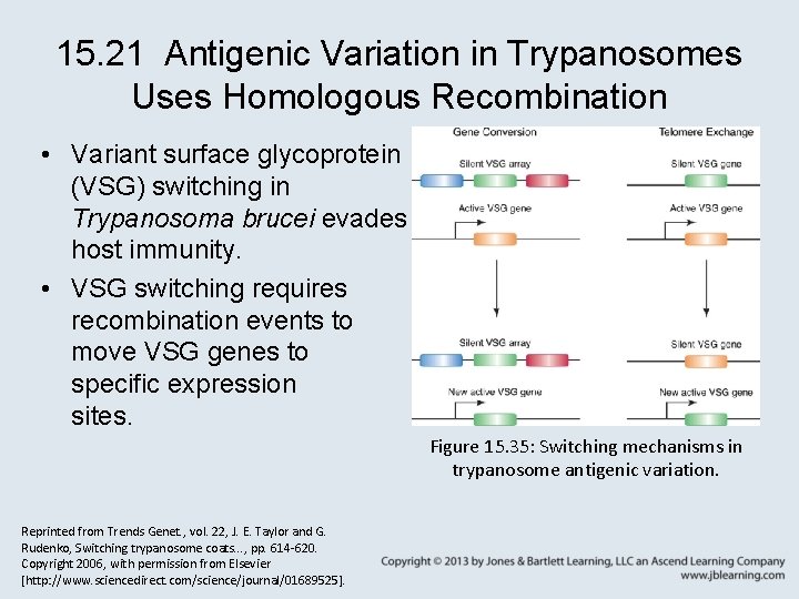 15. 21 Antigenic Variation in Trypanosomes Uses Homologous Recombination • Variant surface glycoprotein (VSG)