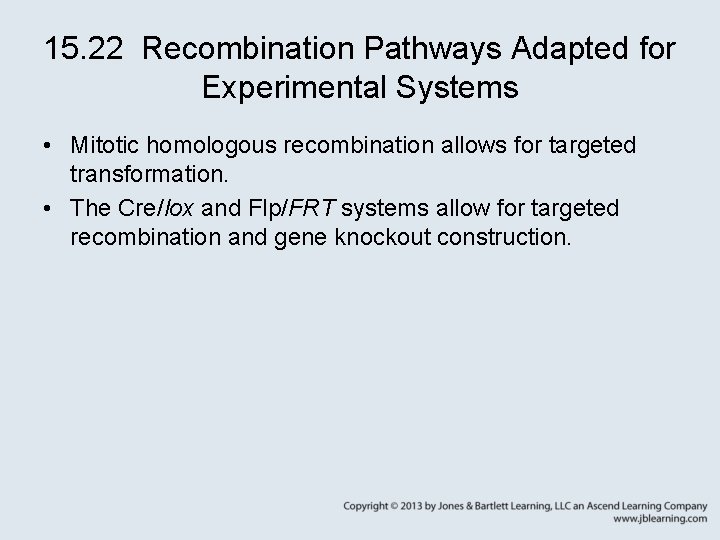 15. 22 Recombination Pathways Adapted for Experimental Systems • Mitotic homologous recombination allows for