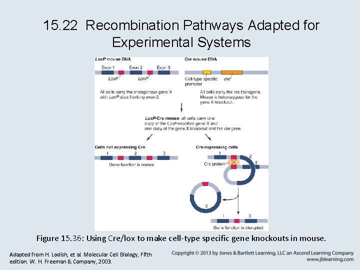 15. 22 Recombination Pathways Adapted for Experimental Systems Figure 15. 36: Using Cre/lox to