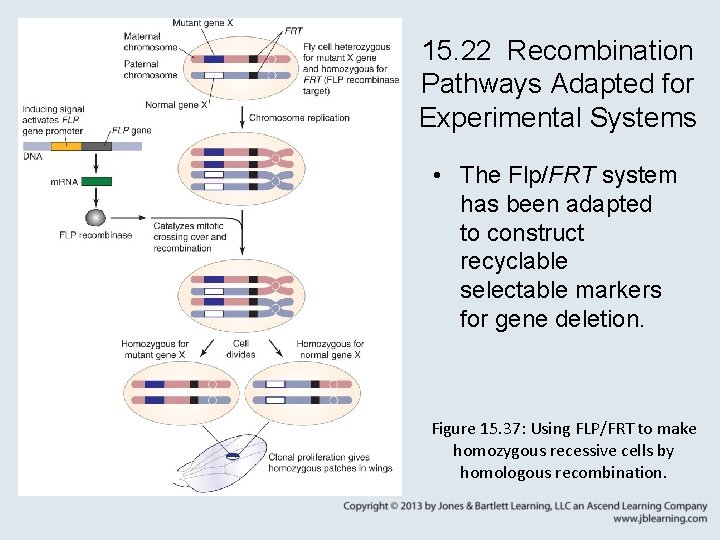 15. 22 Recombination Pathways Adapted for Experimental Systems • The Flp/FRT system has been