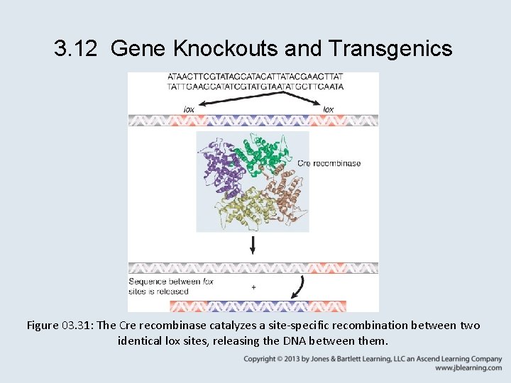 3. 12 Gene Knockouts and Transgenics Figure 03. 31: The Cre recombinase catalyzes a