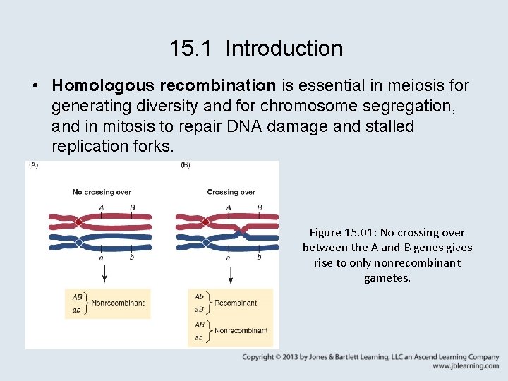 15. 1 Introduction • Homologous recombination is essential in meiosis for generating diversity and
